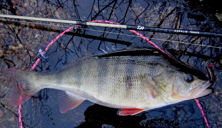 20 Legalis Spin Rod Review by River Talk Guiding 20 Legalis Spin Rod Review by River Talk Guiding