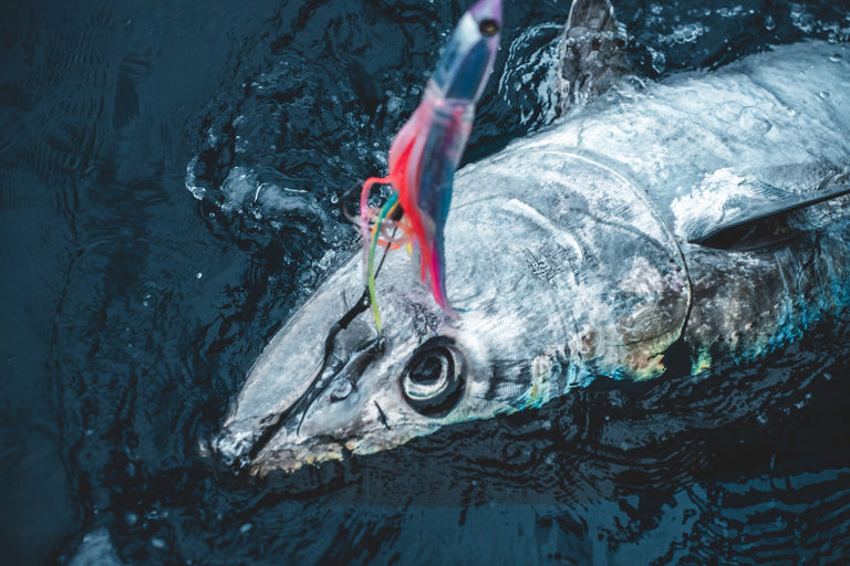 Targeting Bluefin Tuna Targeting Bluefin Tuna