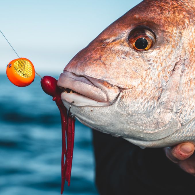 How To Catch Snapper On Lures In The South Island How To Catch Snapper On Lures In The South Island
