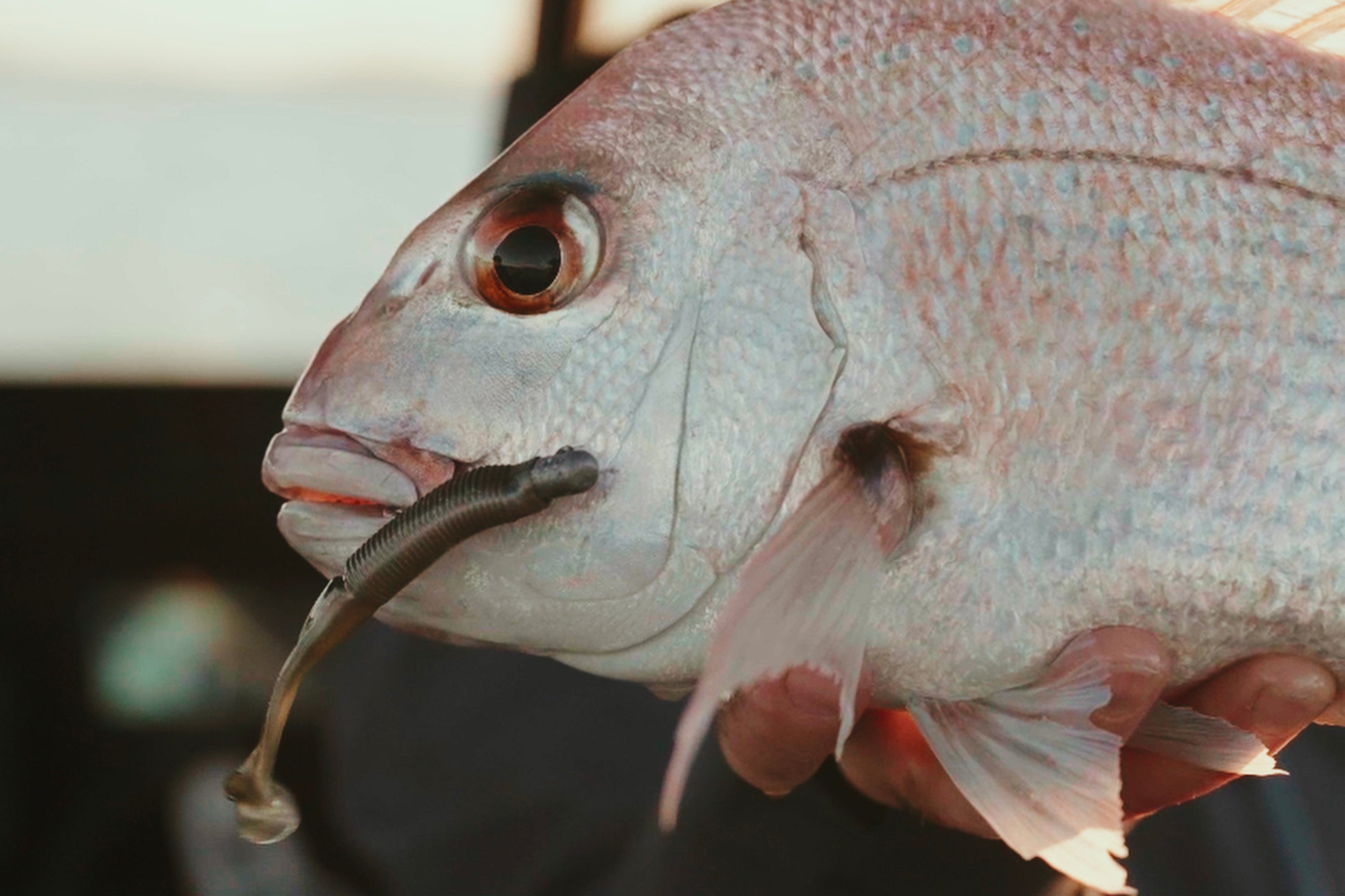 Autumn Light Tackle Softbaiting | Chasing the Anchovy Runs