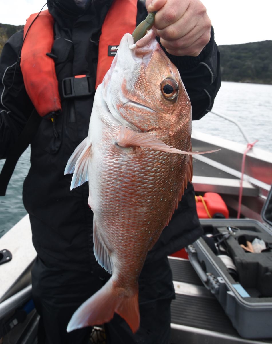 DAIWA] CERTATE 3000 - RISE Shopping
