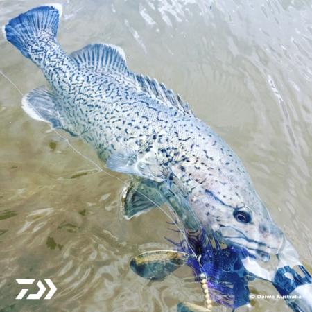 Fan gallery #2438
