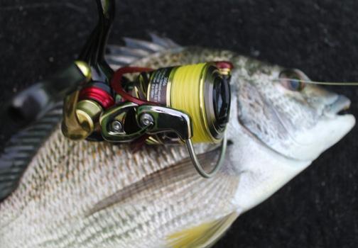 Fan gallery #2546