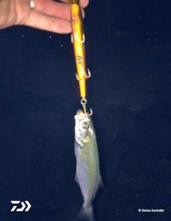 Fan gallery #2786