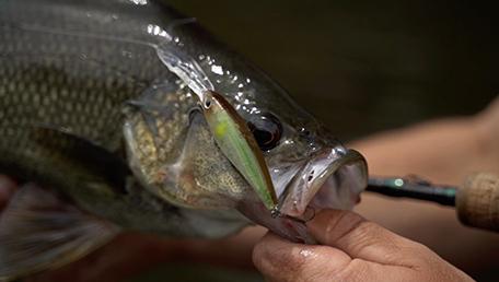 Steez Shad 60 SP