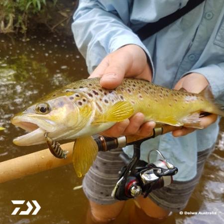 Fan gallery #675