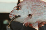 Autumn Light Tackle Softbaiting | Chasing the Anchovy Runs