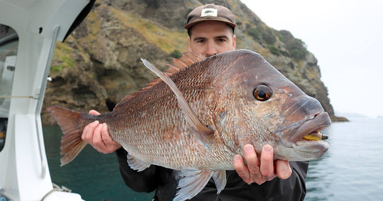 HAURAKI GULF FISHING REPORT