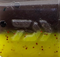 Bait Junkie 4 Inch Wave Minnow Banana Split